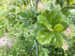 Quercus agrifolia