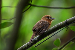 Malacoptila mystacalis