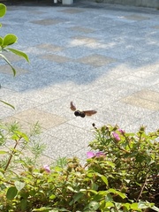 Xylocopa phalothorax