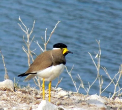 Vanellus malabaricus