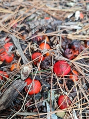 Leratiomyces erythrocephalus