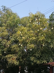 Mangifera indica