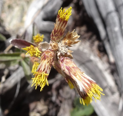 Pringle's brickellbush (Brickellia pringlei)