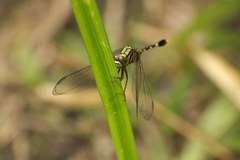 Orthetrum sabina