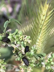 Gastrophysa cyanea