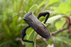 Anoplocnemis phasianus