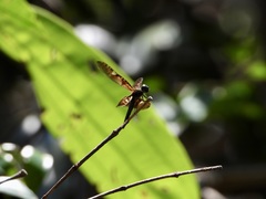 Rhyothemis obsolescens