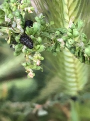 Gastrophysa cyanea