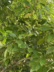 Ilex integra