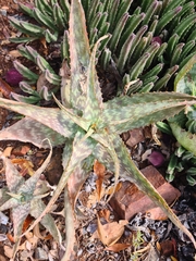 Aloe greatheadii greatheadii