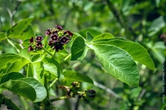 Jatropha excisa