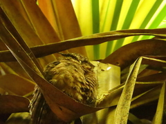 Otus lempiji