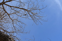 Aphelocoma woodhouseii