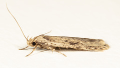 Agonopterix canadensis