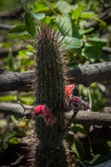 Cleistocactus baumannii