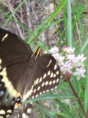 Asclepias michauxii