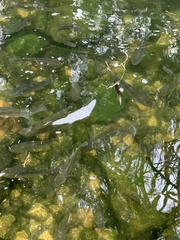 Cyprinodon pecosensis