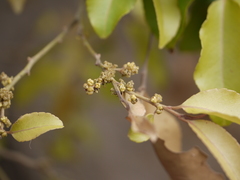 Putranjiva roxburghii