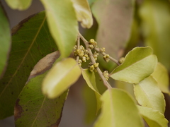 Putranjiva roxburghii