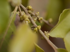 Putranjiva roxburghii