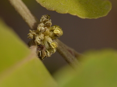 Putranjiva roxburghii