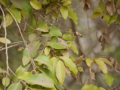 Putranjiva roxburghii