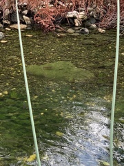 Cyprinodon pecosensis