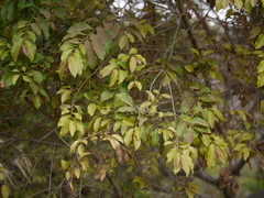 Putranjiva roxburghii