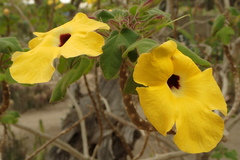 Uncarina grandidieri