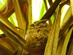 Otus lempiji