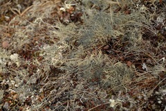 Alectoria ochroleuca