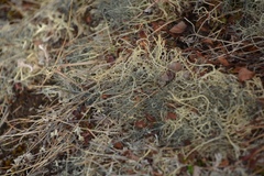 Alectoria ochroleuca