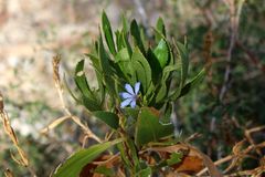 Scaevola angustata