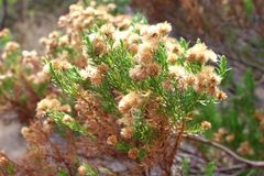 Olearia passerinoides