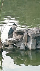 Nycticorax nycticorax