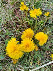 Taraxacum officinale
