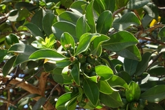 Psidium cattleyanum
