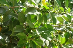 Psidium cattleyanum