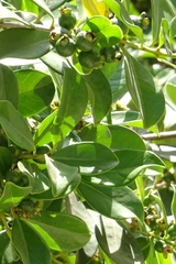 Psidium cattleyanum