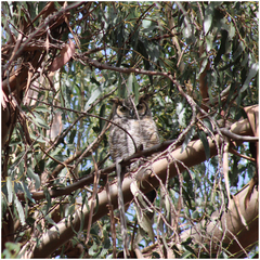 Bubo virginianus