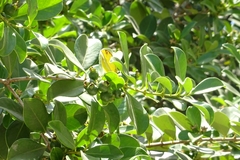Psidium cattleyanum