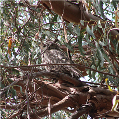 Bubo virginianus