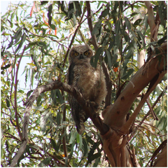 Bubo virginianus