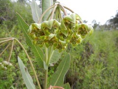 Asclepias mirifica
