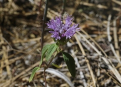 Monardella breweri lanceolata