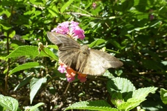 Achlyodes