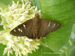 Apyrrothrix araxes