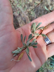Elaeagnus angustifolia