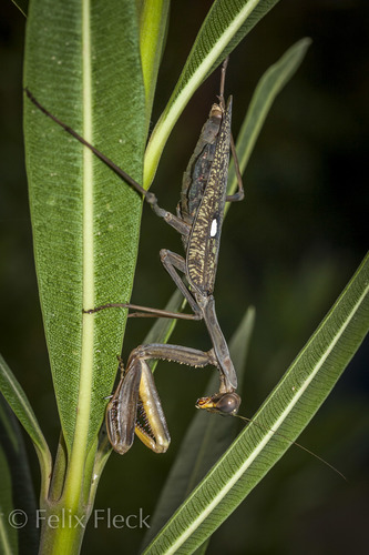 Giant African Mantis