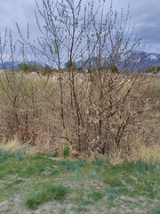 Elaeagnus angustifolia